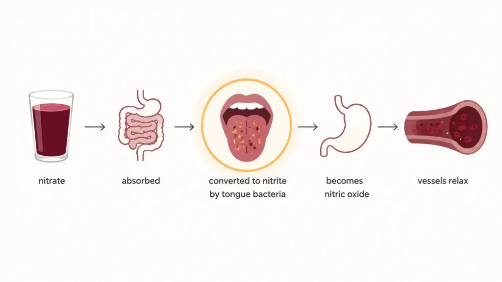 Diagram showing how beetroot nitrate is absorbed, converted to nitrite by tongue bacteria, becomes nitric oxide and relaxes blood vessels